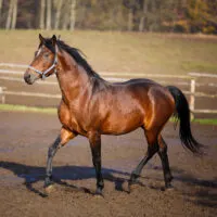 brown with black points bay horse in paddock.