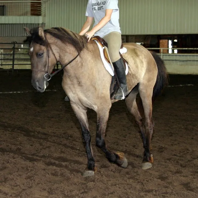 A horse with both cream and black color genes, creating a black buckskin or sooty buckskin, sometimes confused with grulla.