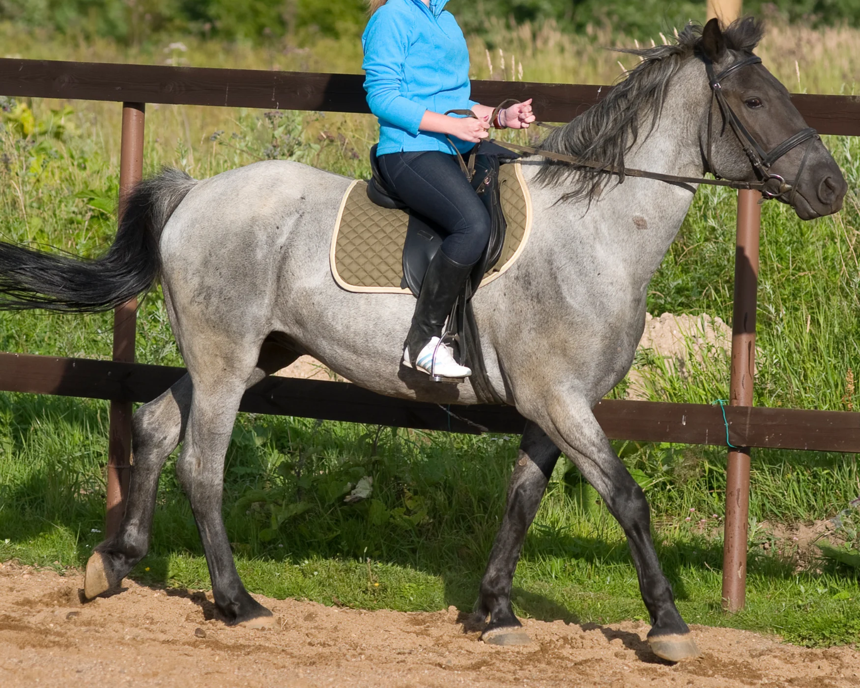 A blue roan horse being ridden with english tack.