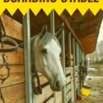 A graphic with a horse in a stable and the words horse boarding stable basics.