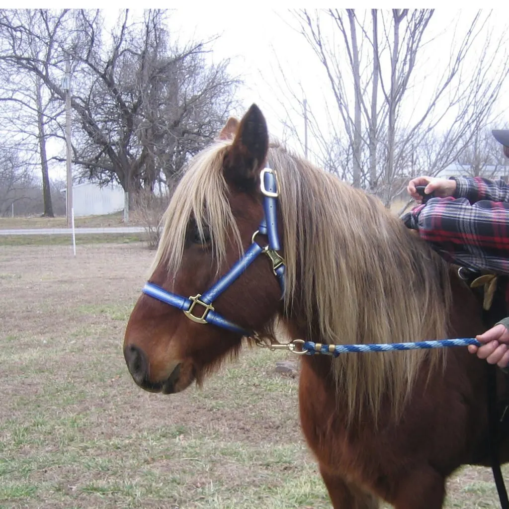 lh chocolate palomino horse color