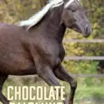 Chocolate palomino horse running in graphic.