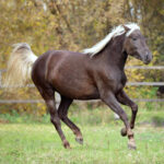 A chocolate palomino horse runs in a green pasture.