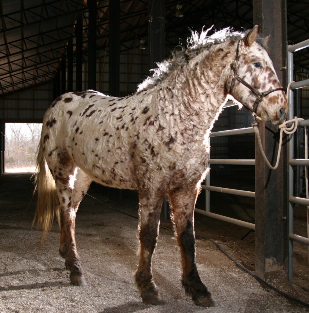 A white horse with small brown spots