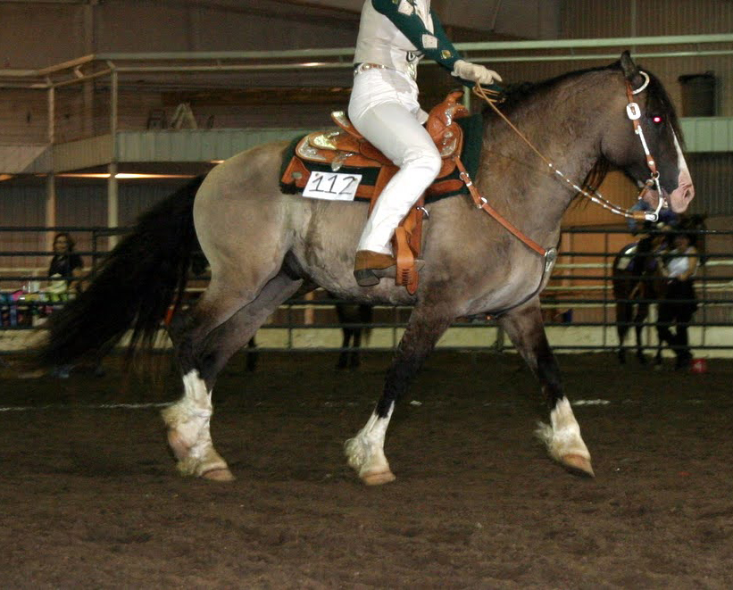A horse with both cream and black color genes, creating a black buckskin or sooty buckskin, sometimes confused with grulla.