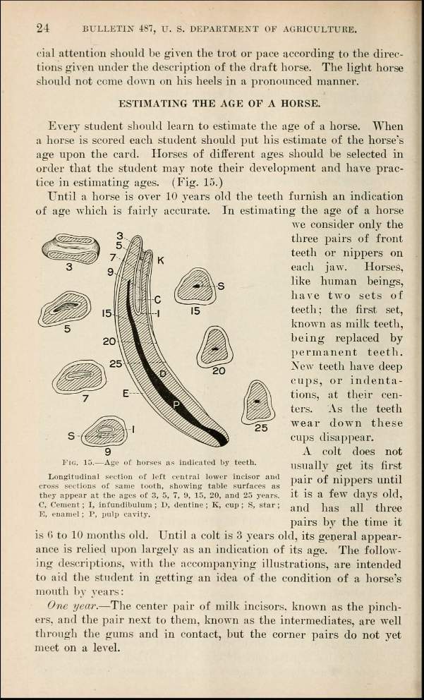 A department of agriculture pamphlet from 1919 instructing students how to tell a horse's age by looking at its teeth.