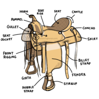 A diagram of a saddle with parts of an western saddle labeled.