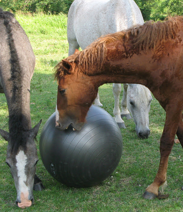 A yearling horse playing with a yoga ball.