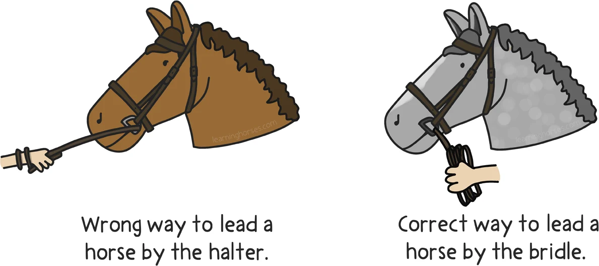 An illustration showing the right and wrong ways to lead a horse by a bridle.
