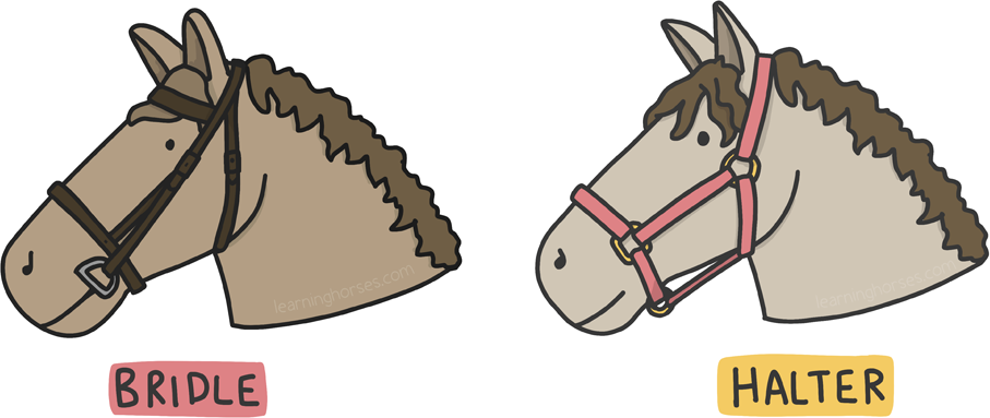 An illustration showing the difference between a halter and a bridle.