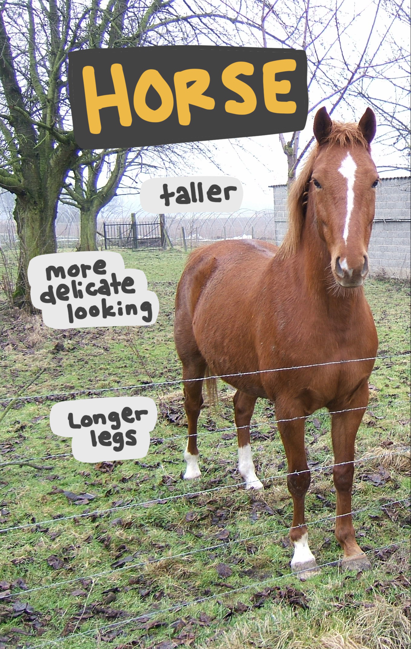A horse standing at a fenceline, annotated with words describing full size horses.