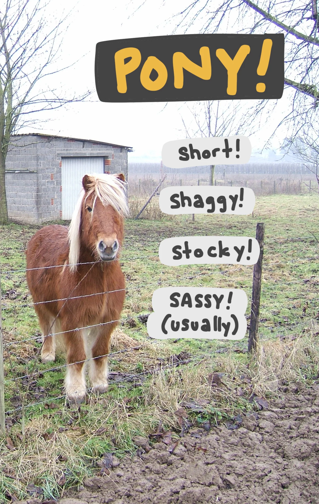 A pony standing at a fenceline, annotated with words describing ponies.