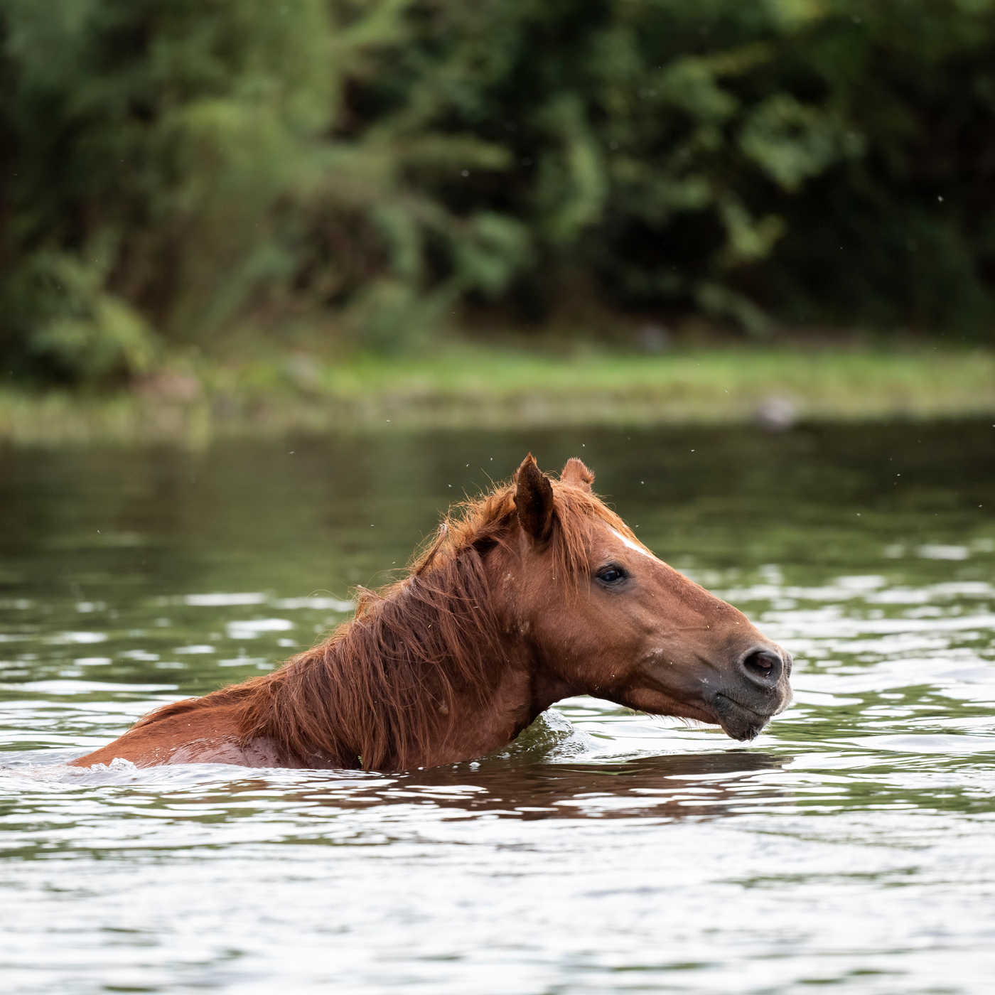 Wild Horse crossing the Salt River by swimming in Arizona