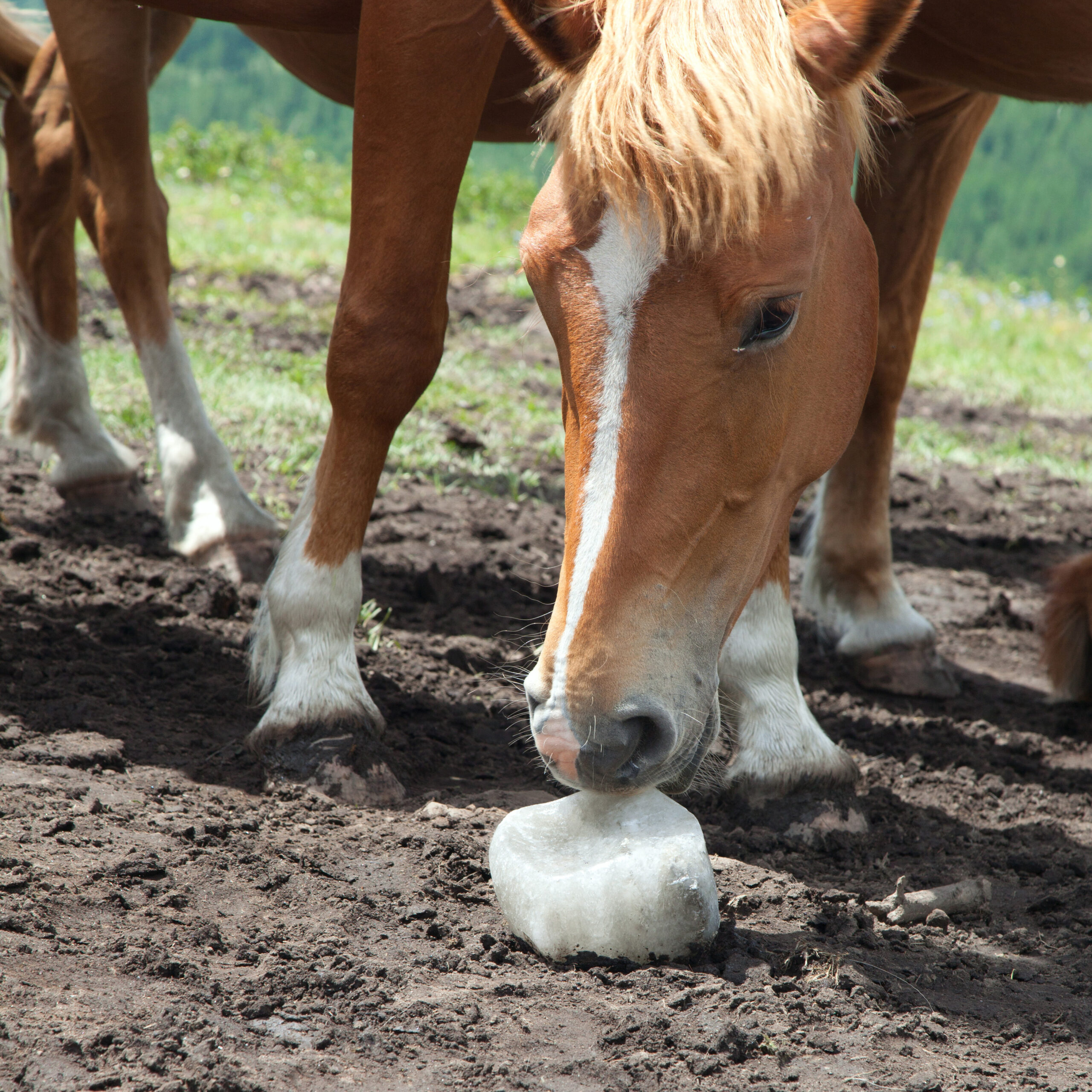 Horse licking rock salt on the pasture