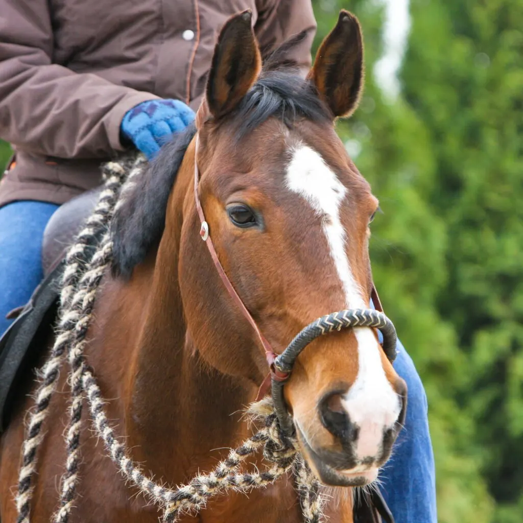 Horse with a loping hackamore.