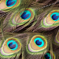 A closeup of peacock feathers showing color and pattern.
