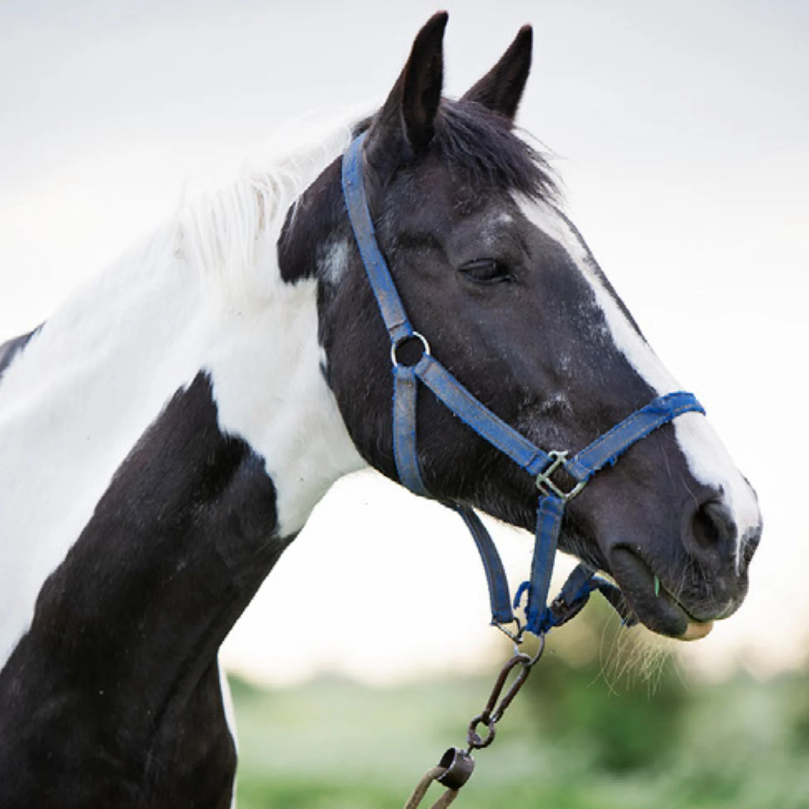 The head of a piebald horse in a blue nylon halter.