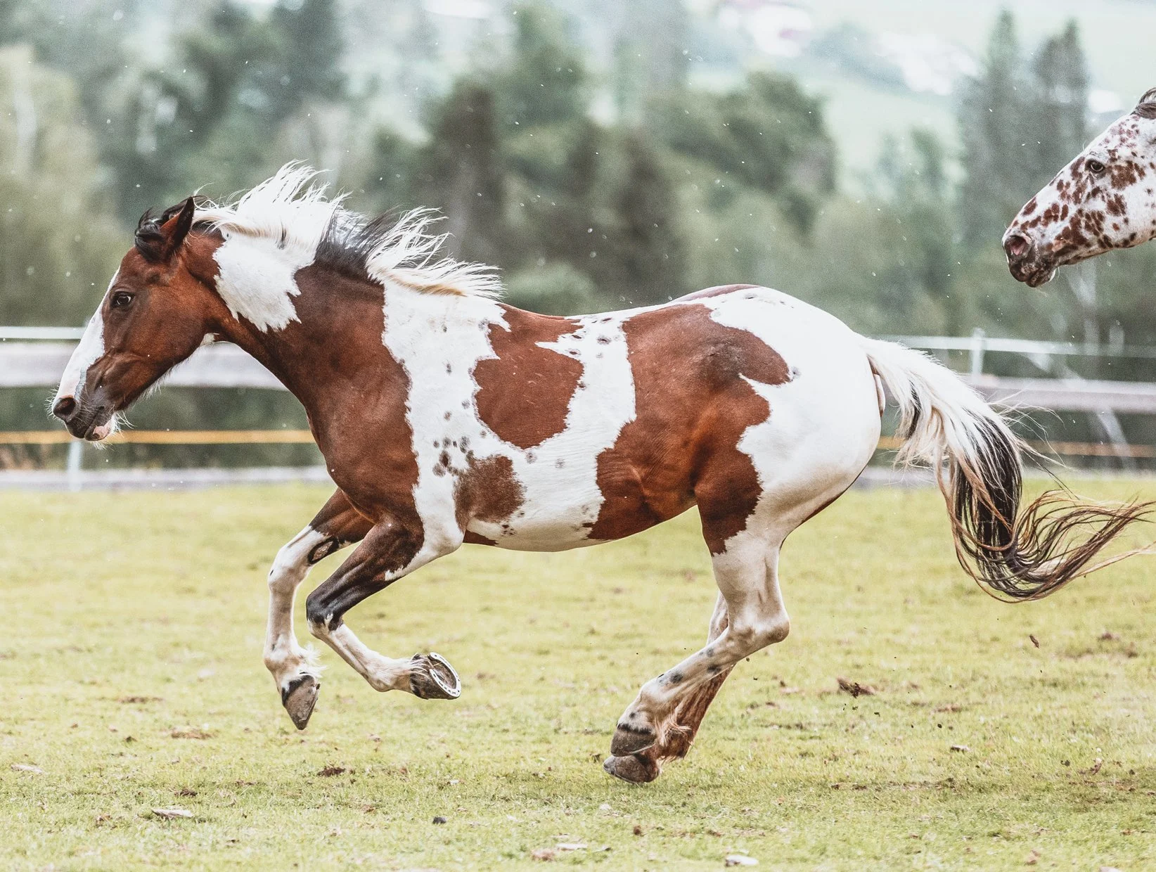 A pinto horse galloping. 