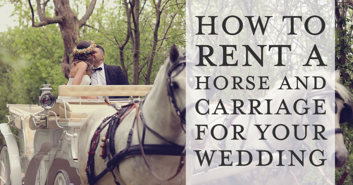 Horse Rental 101: A Guide to Renting a Horse | LearningHorses.com Horse for rent near me