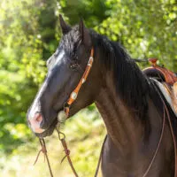 A smoky black horse in western tack.