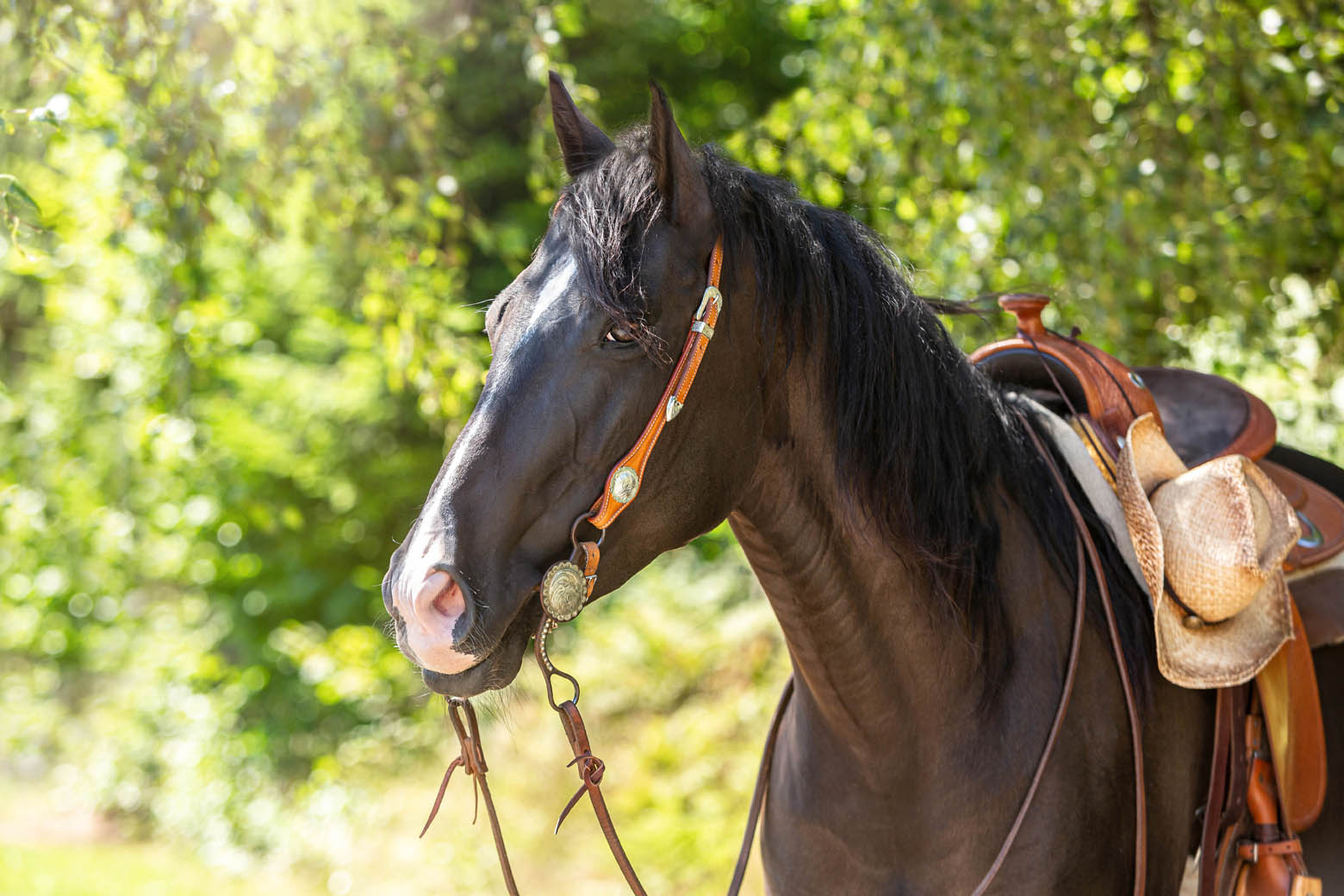 A smoky black horse in western tack.