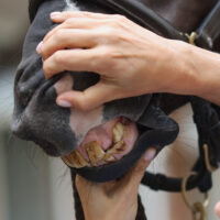 Veterinarian diagnoses horse teeth and jaw.