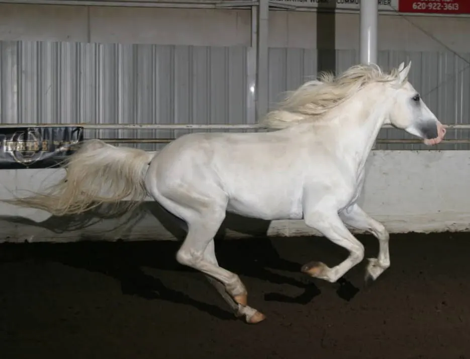 A beautiful white horse running.