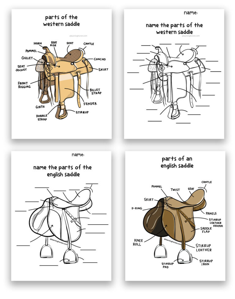 Parts of a Saddle Illustrated + Tips for Identifying &amp; Cleaning ...