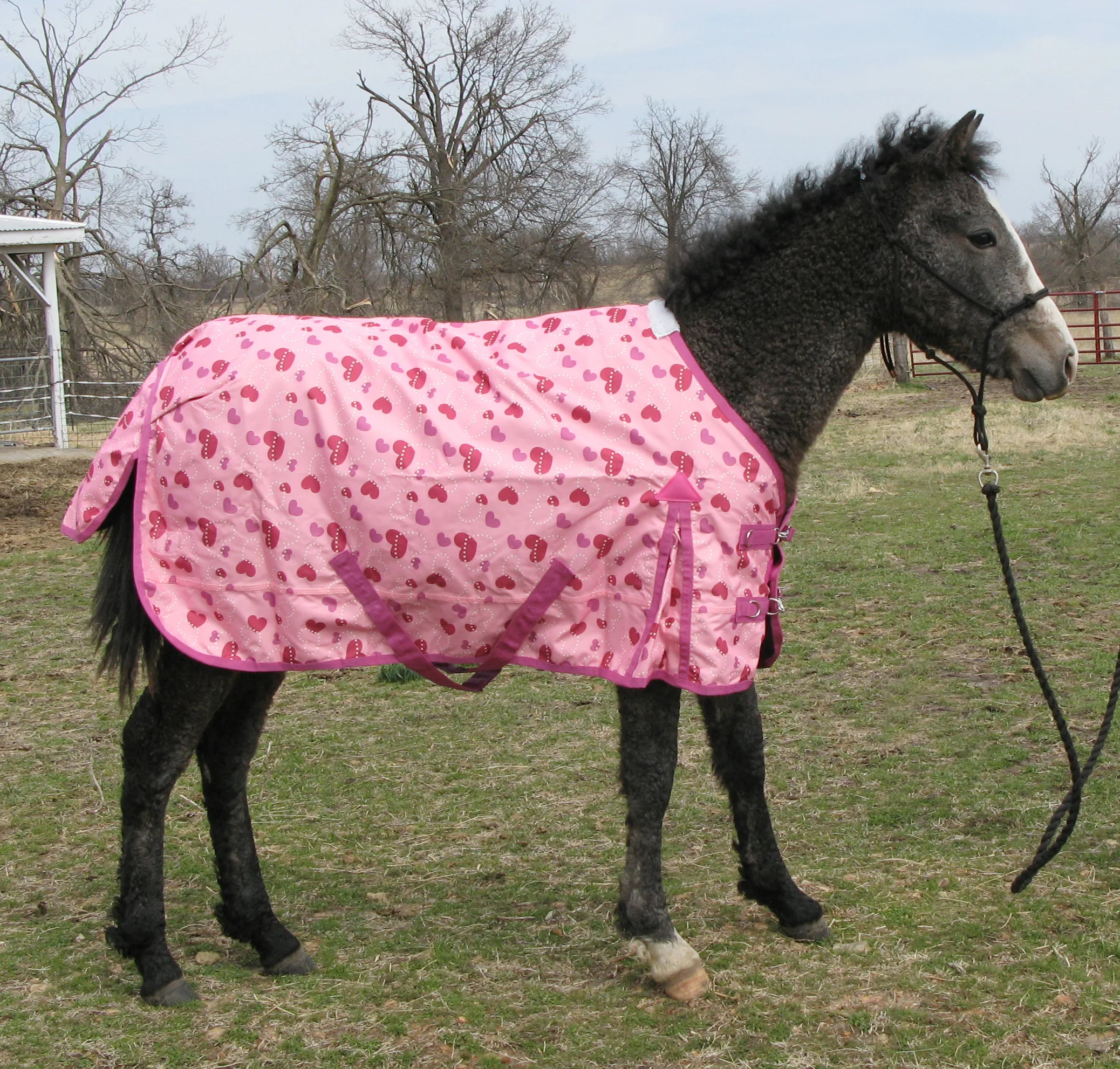 A horse in a pink blanket.