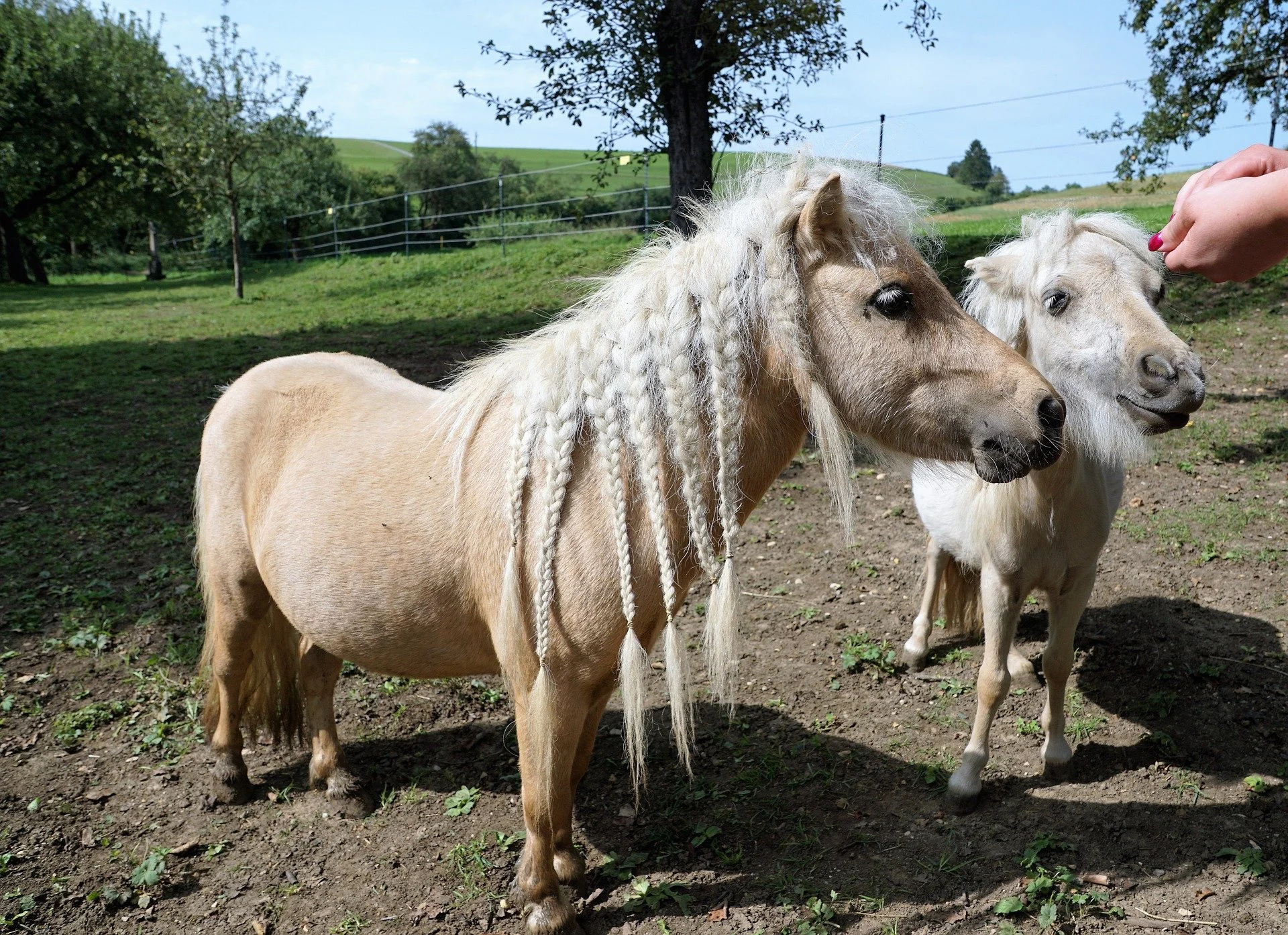 how to help a mane grow and stay thick using pasture braids