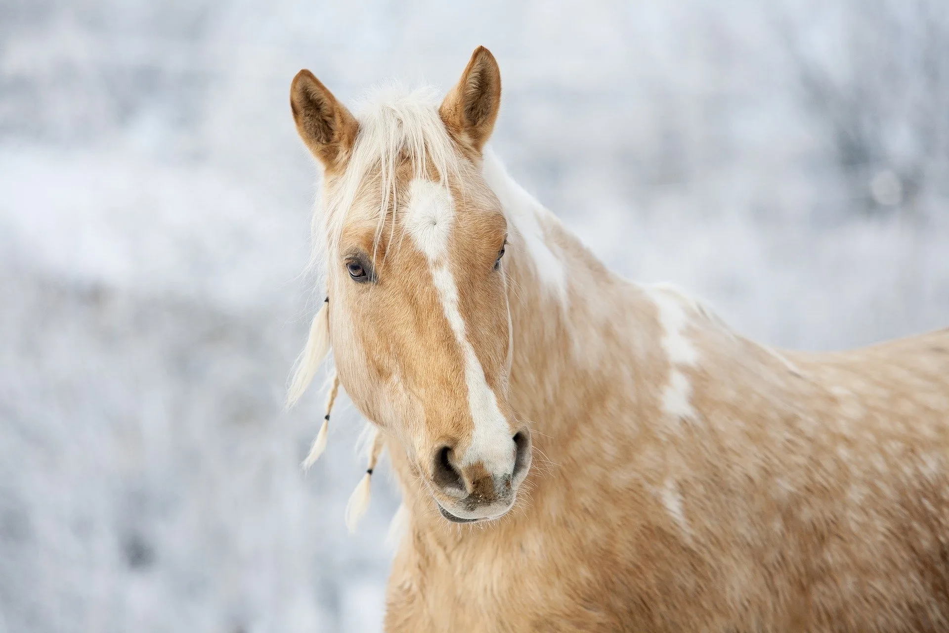 how to help a mane grow and stay thick using pasture braids