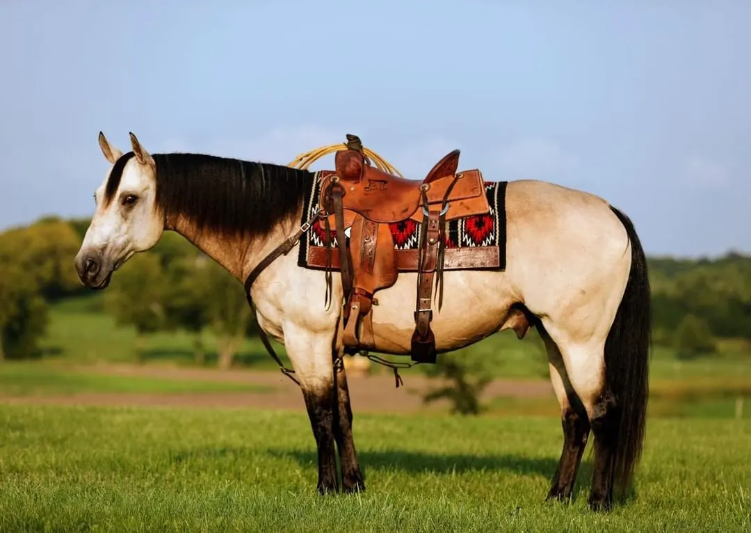 Image of a Buttermilk Buckskin standing in a field with a blanket and a saddle on.