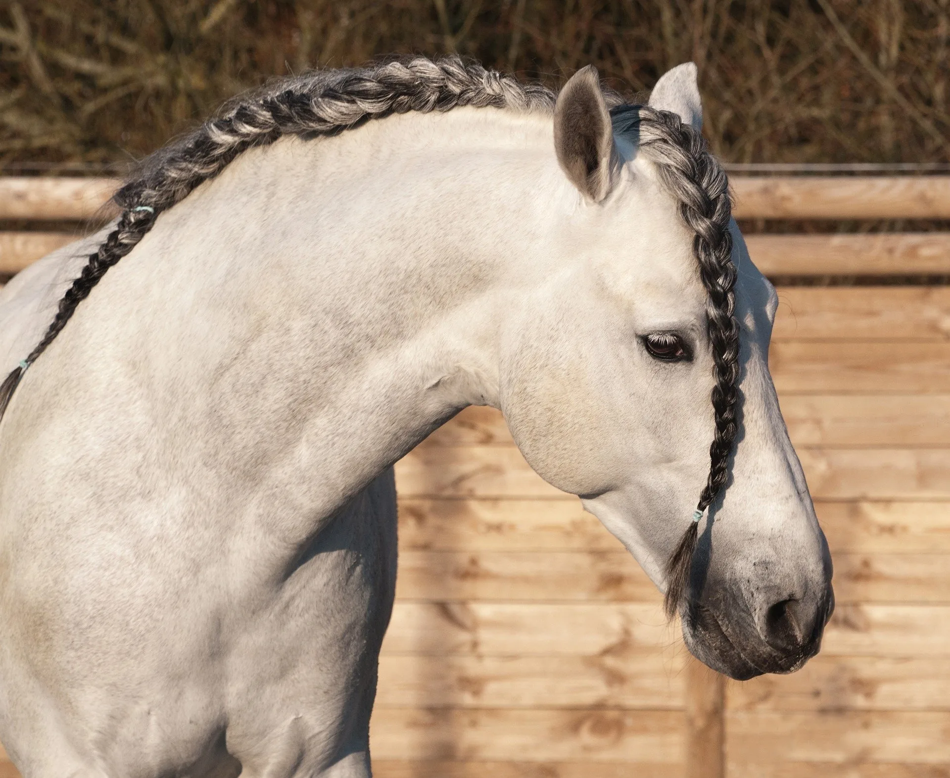 A running braid on a horse's mane.