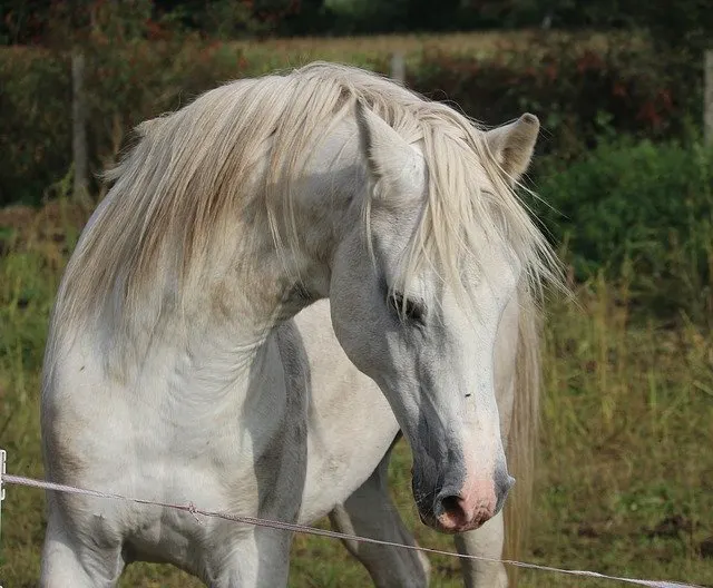 The classic arched neck seen in famous equine paintings through the ages is easy to recreate with training