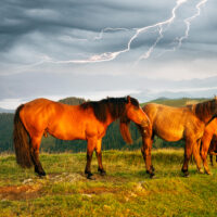 Horses in a pasture as a potential tornado storm forms behind them